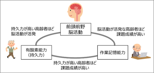 理工学部教授 檀 一平太：持久力の高い高齢者は作業記憶も優れる　新たな脳内メカニズムを解明
