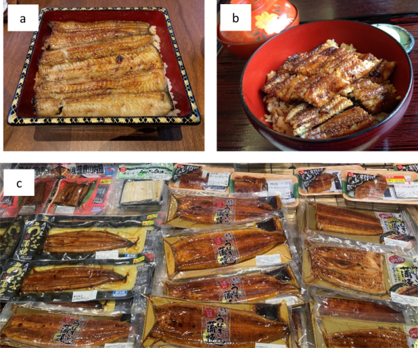 法学部教授 海部健三：日本の新聞はウナギをどのように報道してきたか　過去30年間にわたるウナギに関する新聞記事を分析しIUCNレッドリストやワシントン条約が日本の報道に与えた影響を明らかに