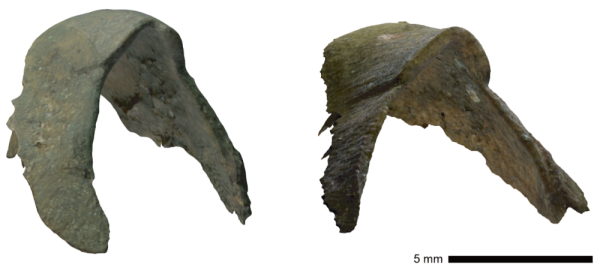 中央大学名誉教授 西田 治文ら：AIが7,000万年前の新種の頭足類化石を発見！