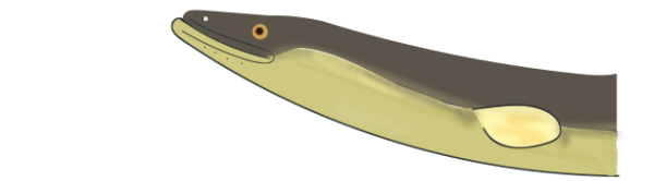 消費者がウナギに求めるのは「国産」「無投薬」そして「持続可能性」 ～離散選択実験による日本市場での実証研究～